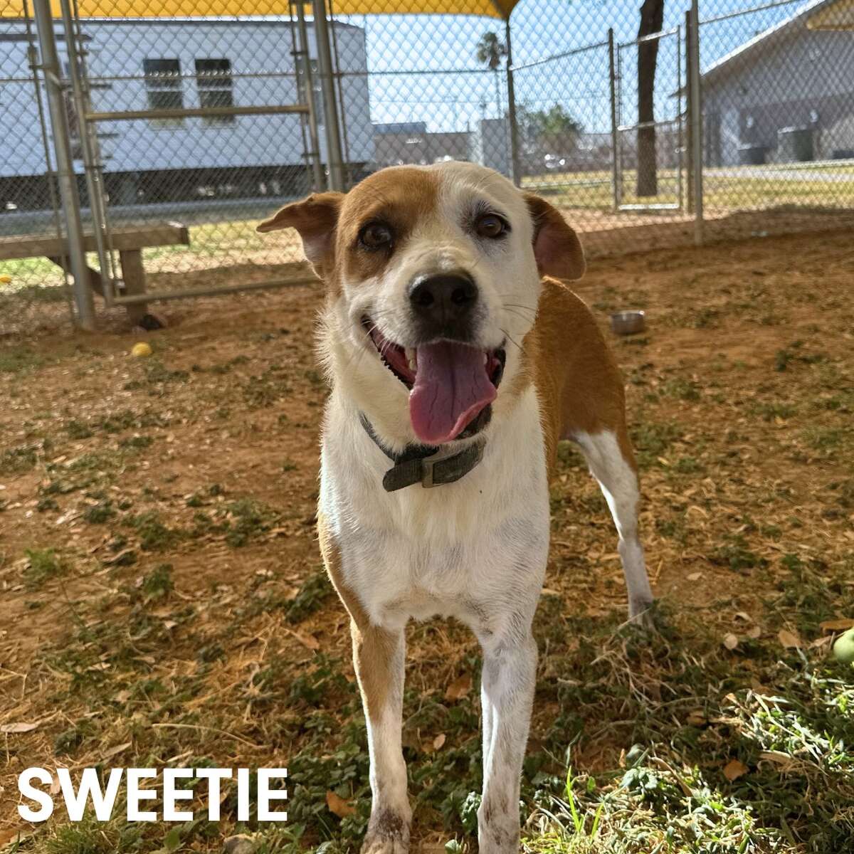 Laredo shelter offers free adoptions for 'Empty The Shelter' event