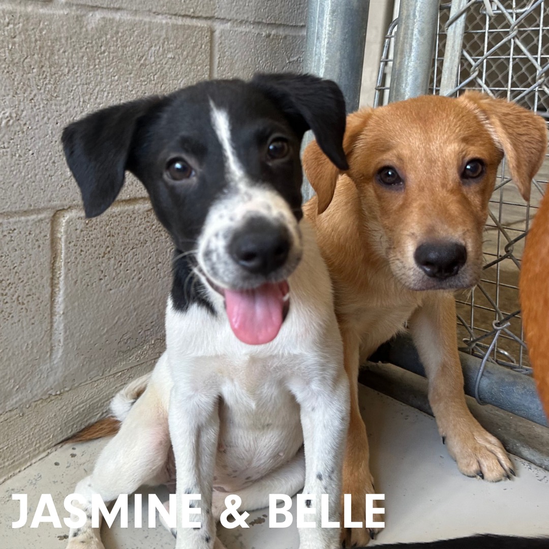 Laredo shelter offers free adoptions for 'Empty The Shelter' event