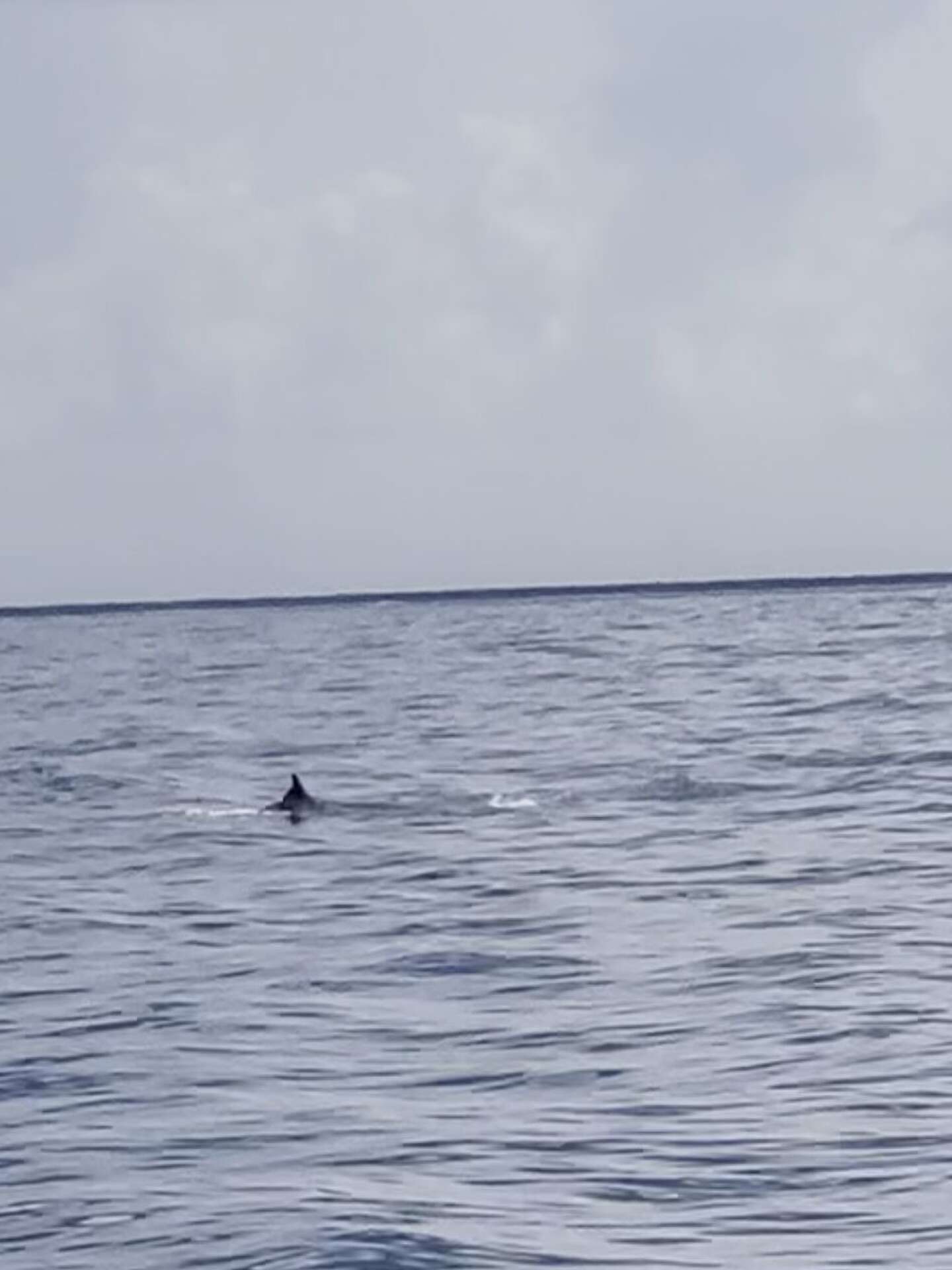 One of the world's rarest whales spotted off Galveston coast