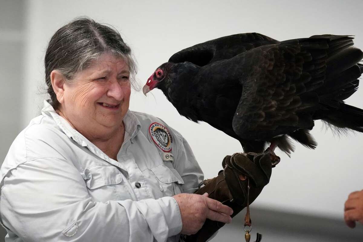 Wildlife Show” – Birds of Prey