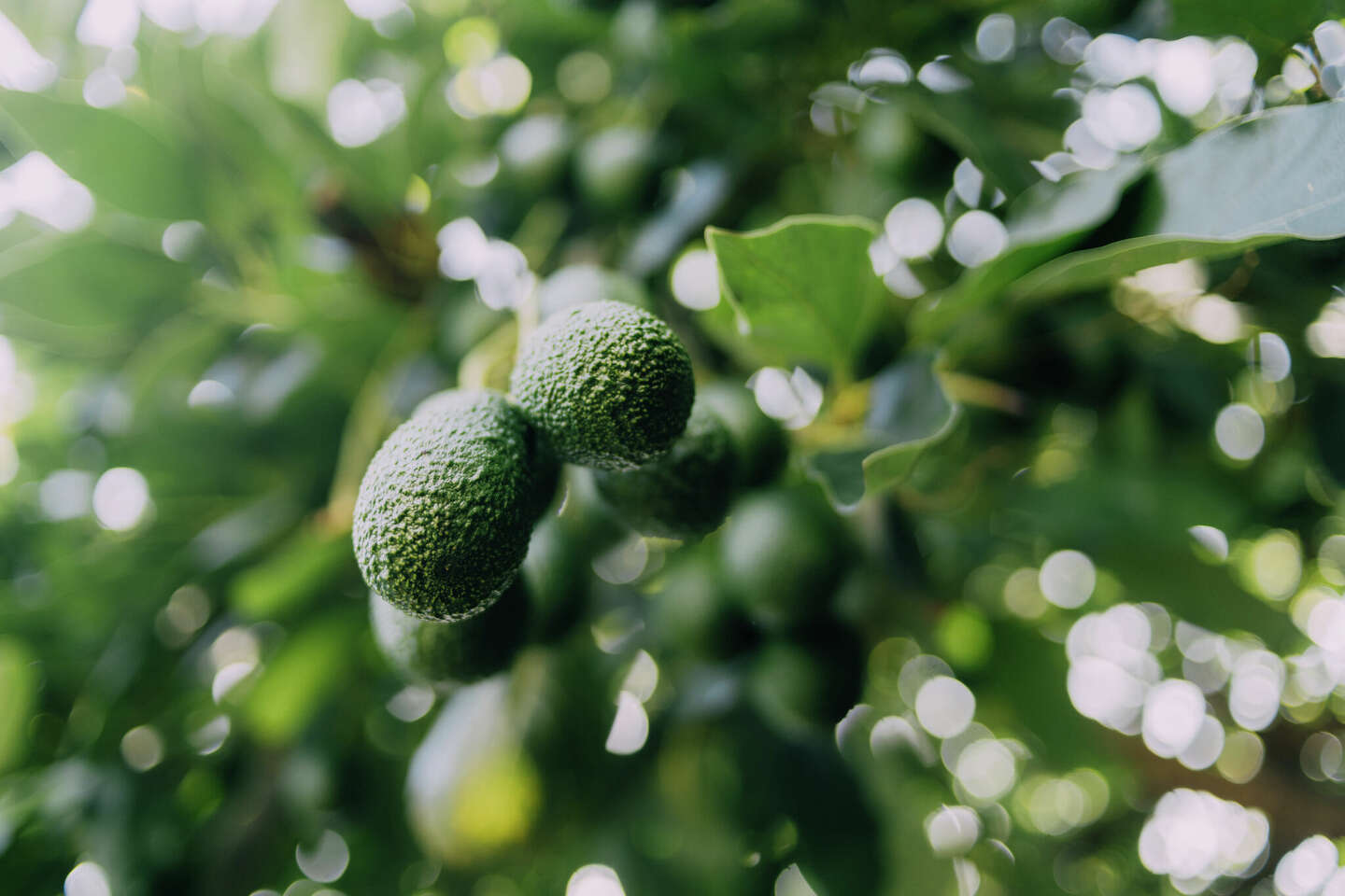 How Long Does It Take for an Avocado Tree to Bear Fruit?