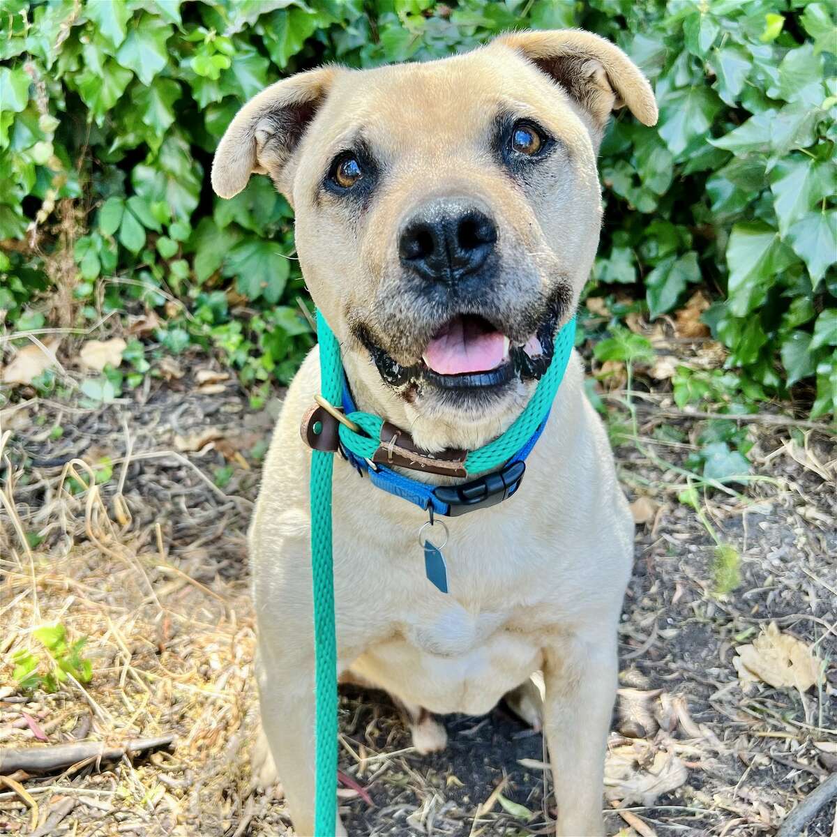Austin is one of the dogs the Oakland Animal Services has designated as an urgent priority to be adopted. This “affectionate and loyal” senior shepherd-terrier mix has a euthanasia date set for Friday.