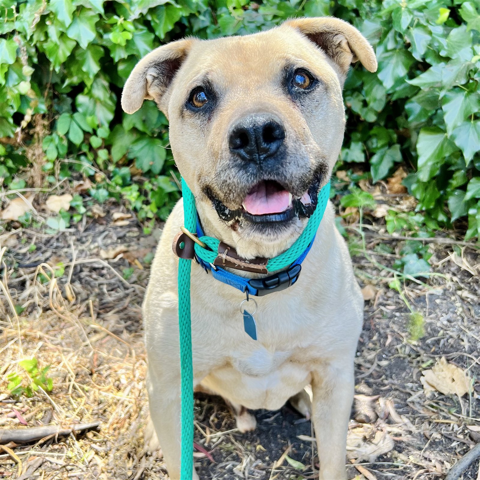 Overcrowded Oakland animal shelter races to avoid dog euthanizations