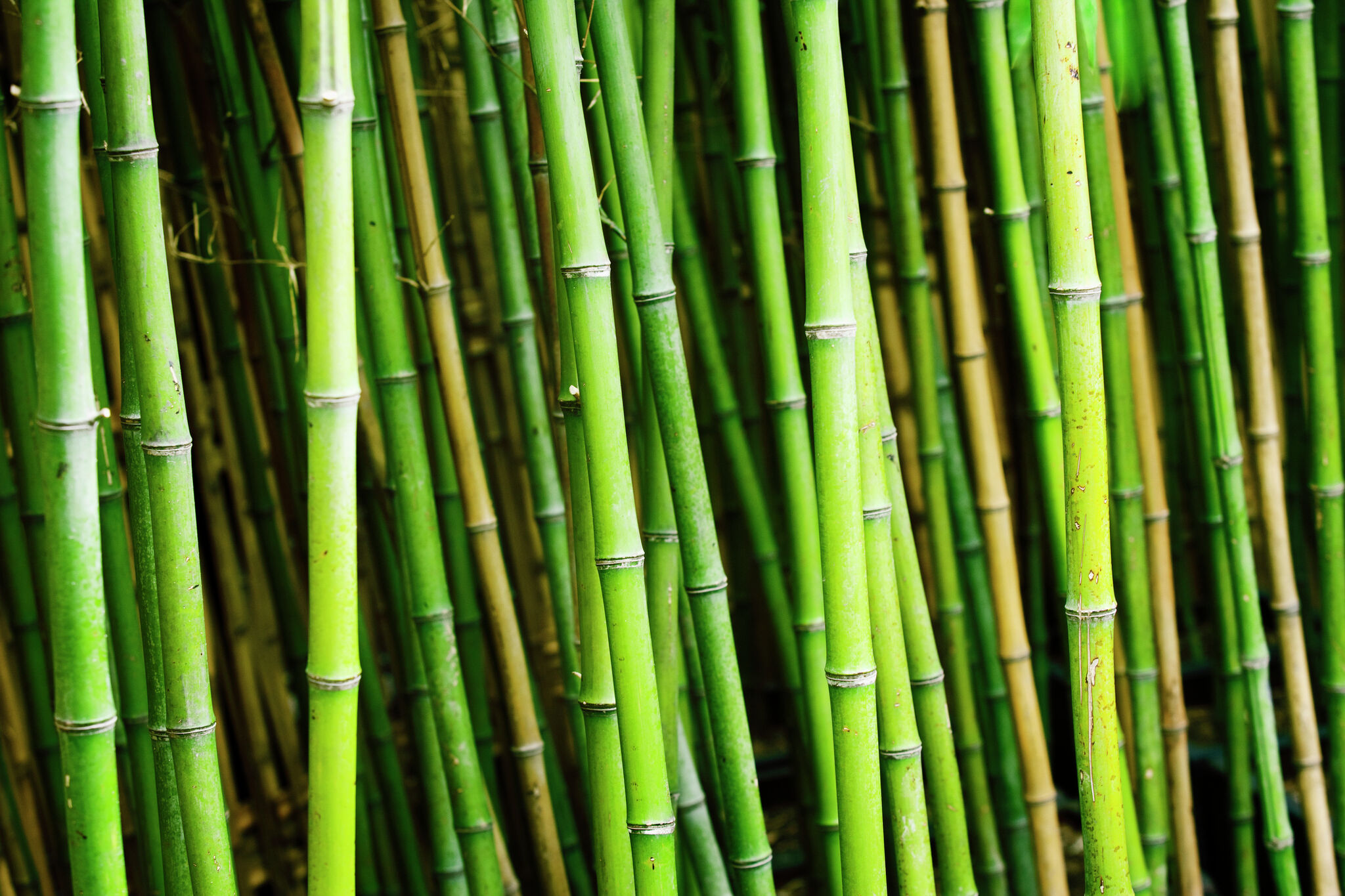 how-to-grow-bamboo-from-cuttings