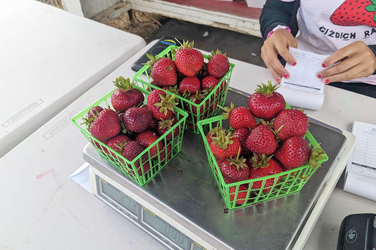 Three baskets of fresh strawberries picked at Gizdich Ranch on July 16, 2023.