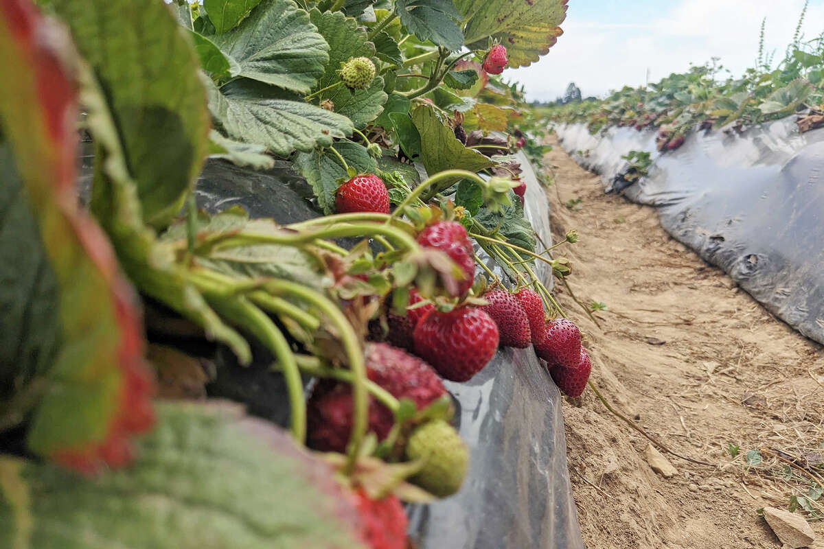 Rows of ripening strawberries at Gizdich Ranch on July 16, 2023.