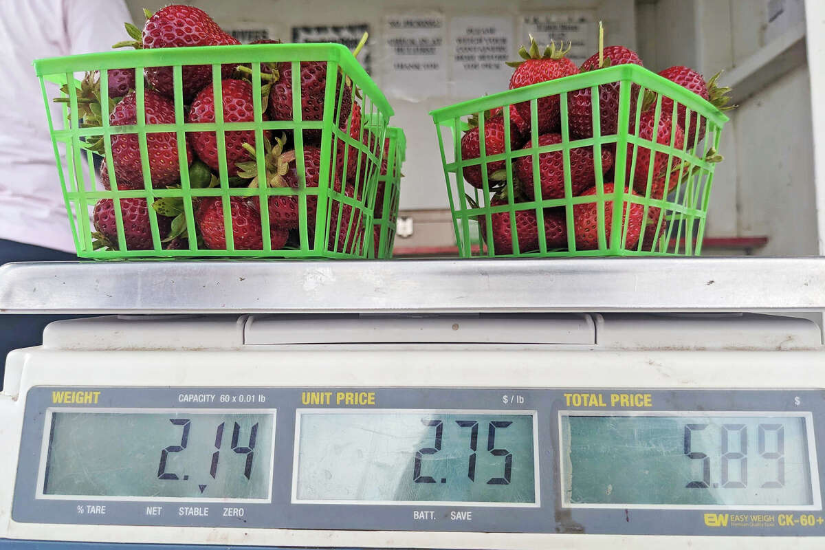 Three baskets of fresh strawberries picked at Gizdich Ranch on July 16, 2023.