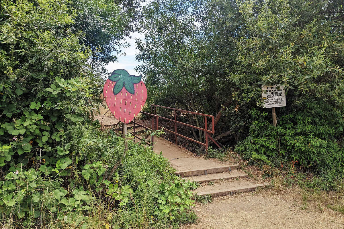 A large painted strawberry indicates the entrance to the Gizdich Ranch u-pick strawberry field, seen on July 16, 2023.