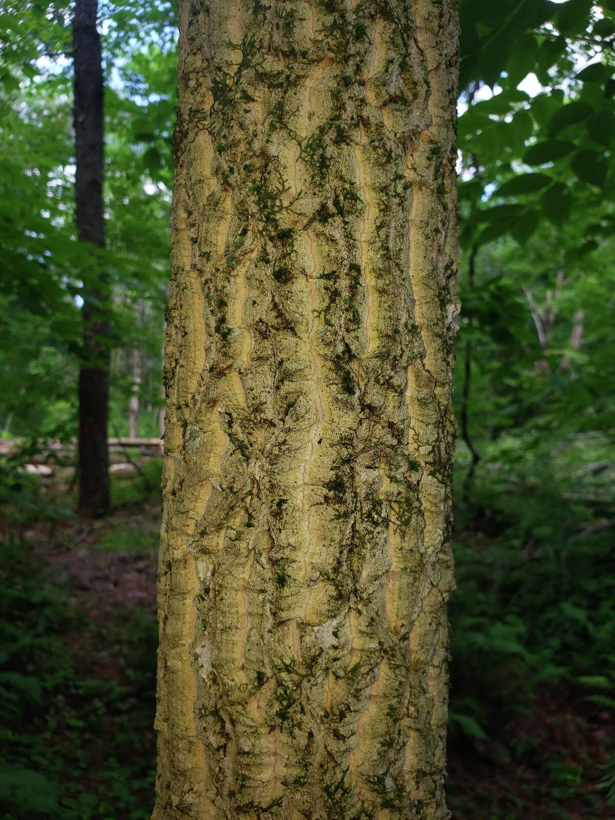 Invasive Amur cork tree threatening CT's native species, experts say