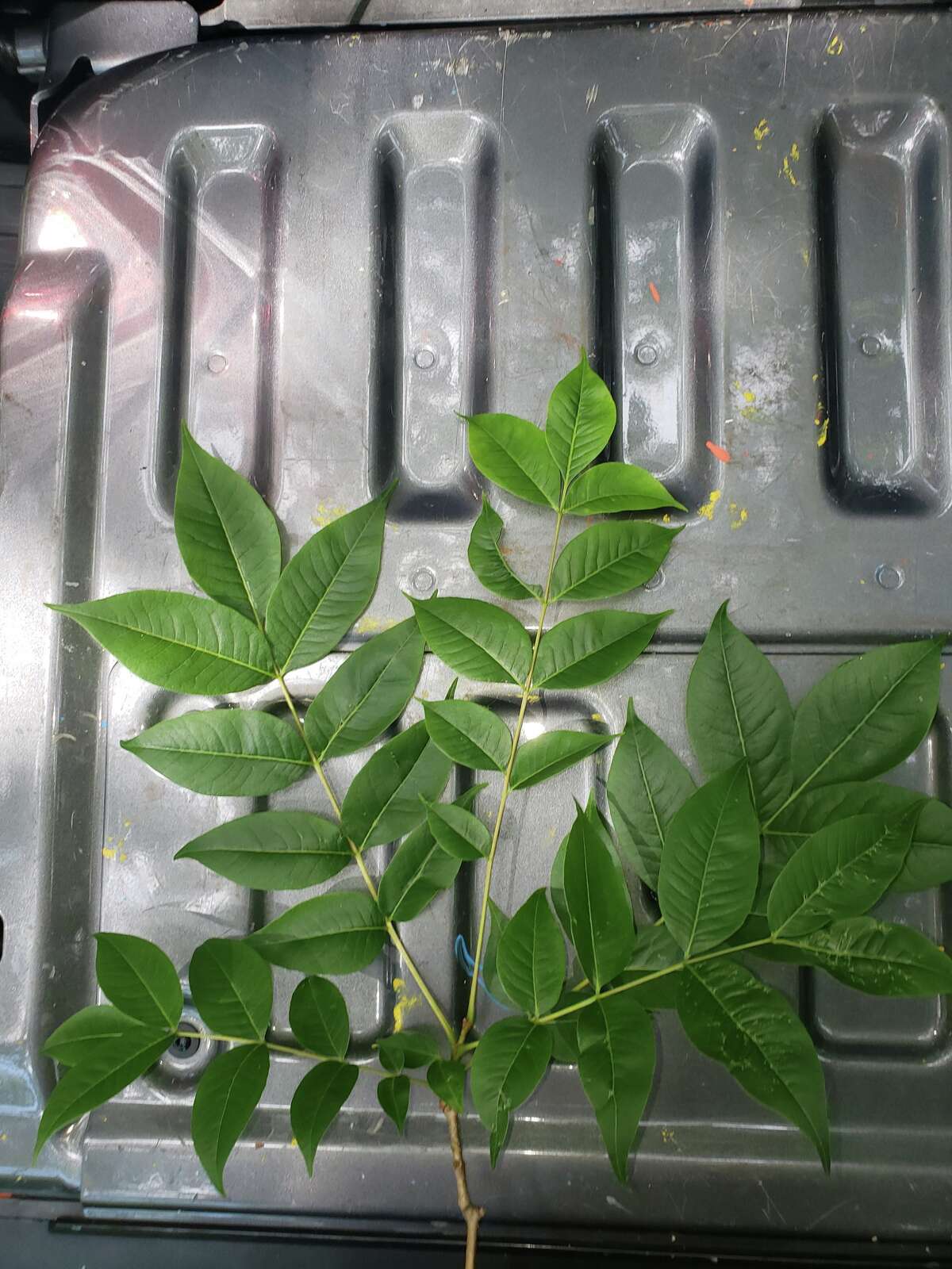 Invasive Amur cork tree threatening CT's native species, experts say