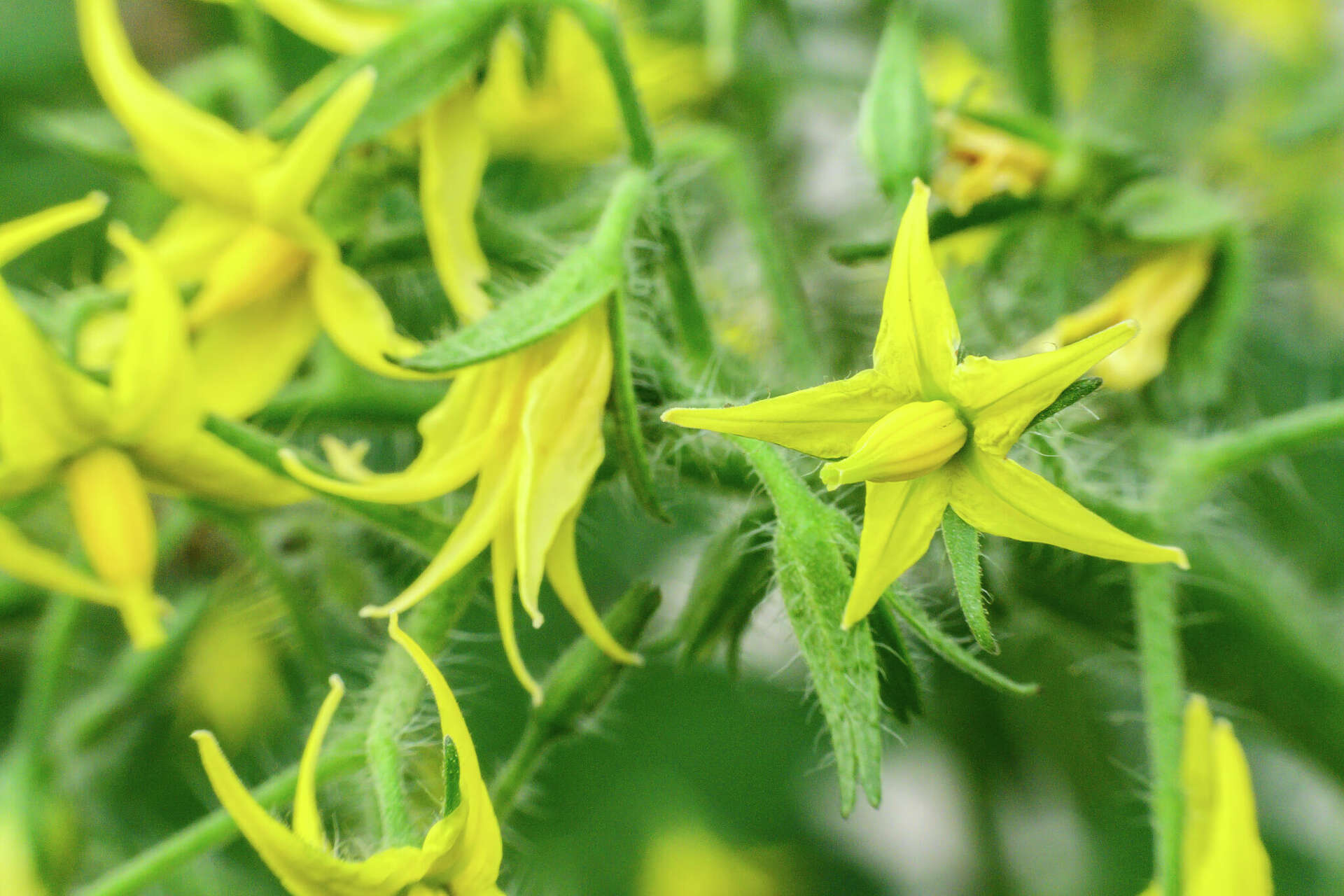 Yellow Flowers on Tomato Plants: How Long Until They Fruit?