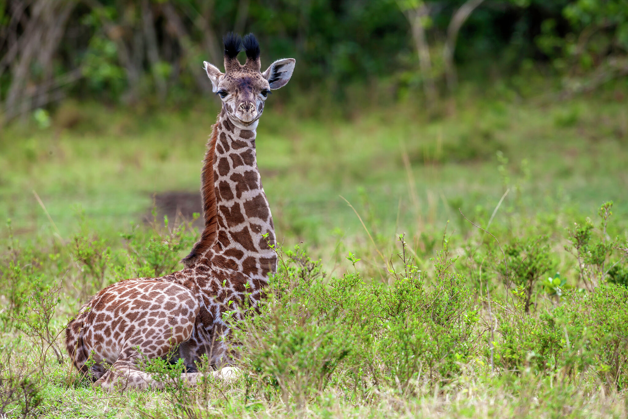 baby giraffe sitting