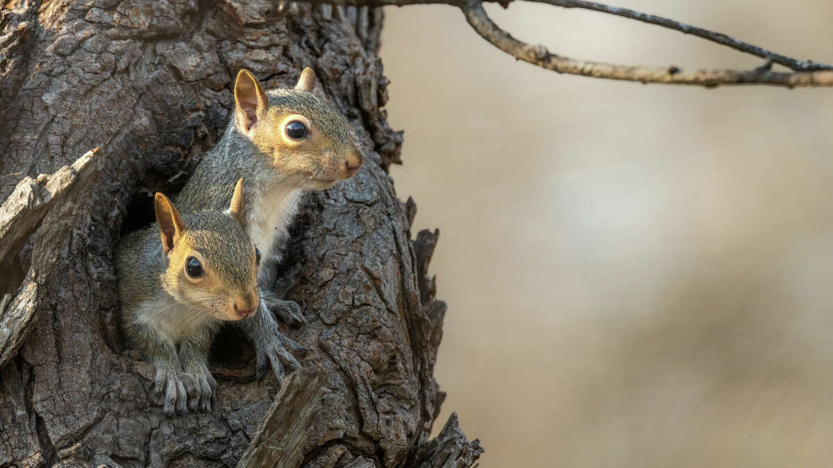 Illinois opens squirrel hunting at private sites statewide