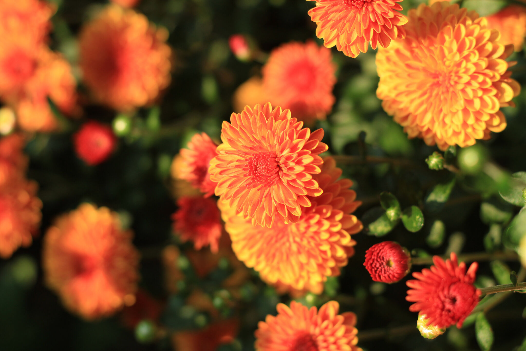 Can Mums Survive Frost? Winter Care Tips