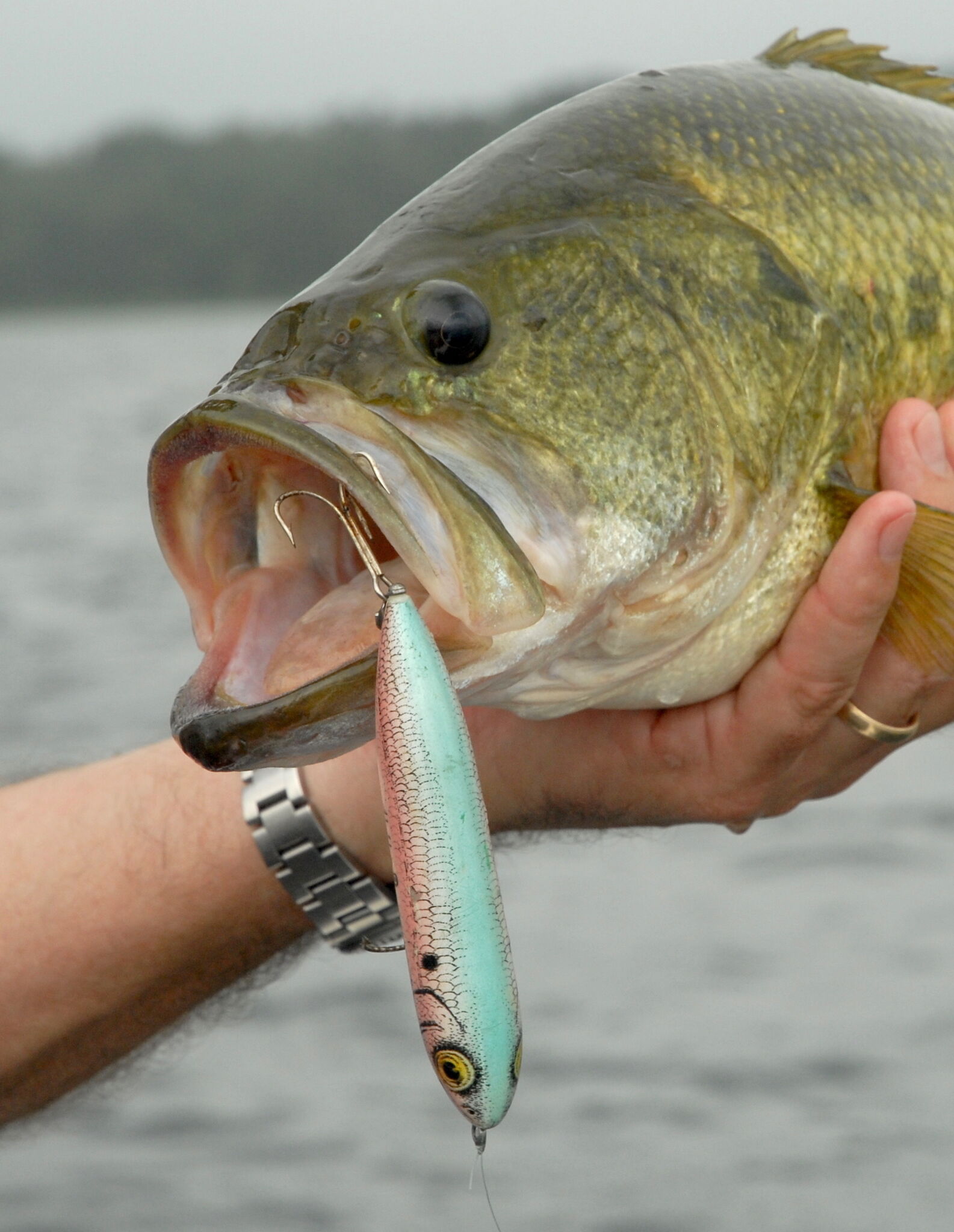 A crash course on going after school bass in the summer