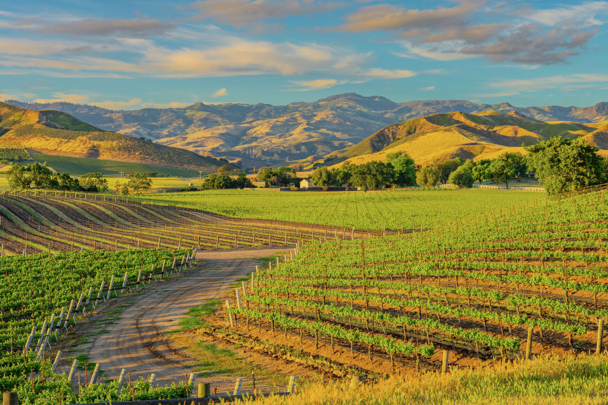 Discover top Santa Barbara wineries—without all the driving - Planet ...