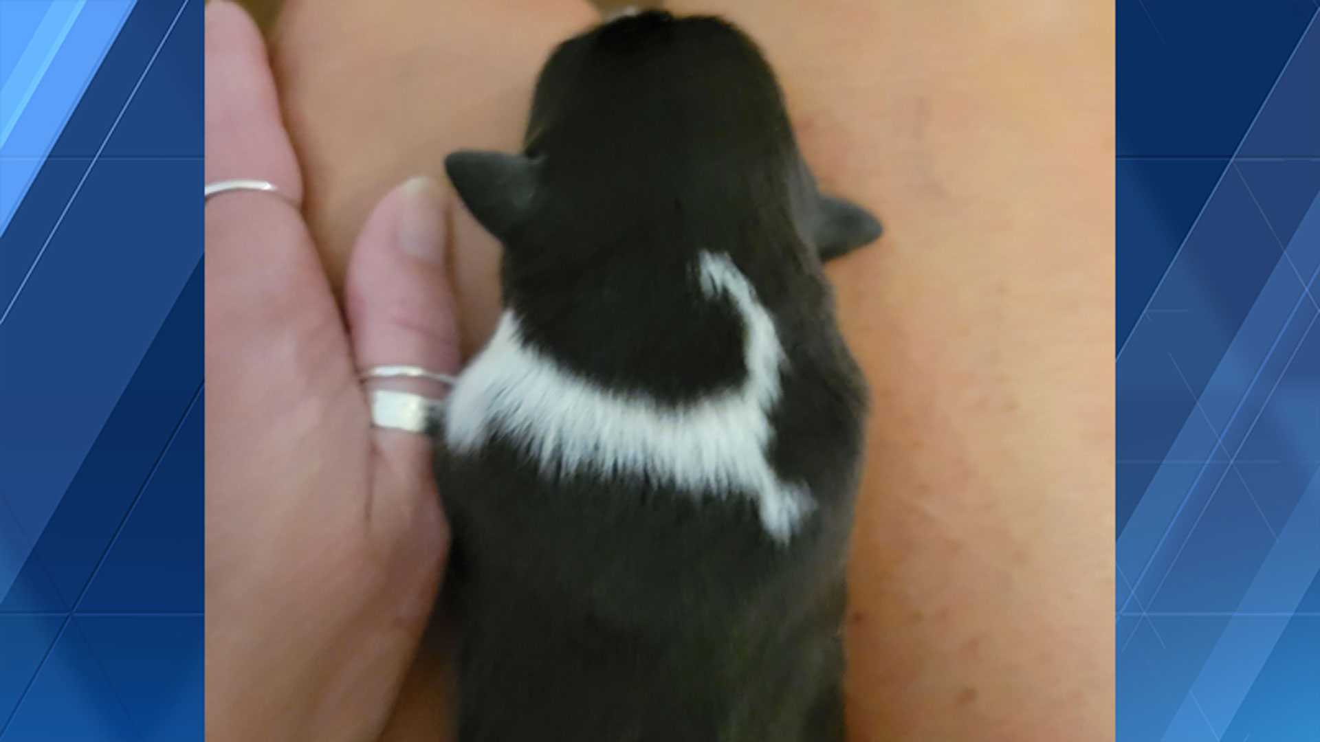 Do you spot it? Puppy named Chowdah born with mark resembling Cape Cod