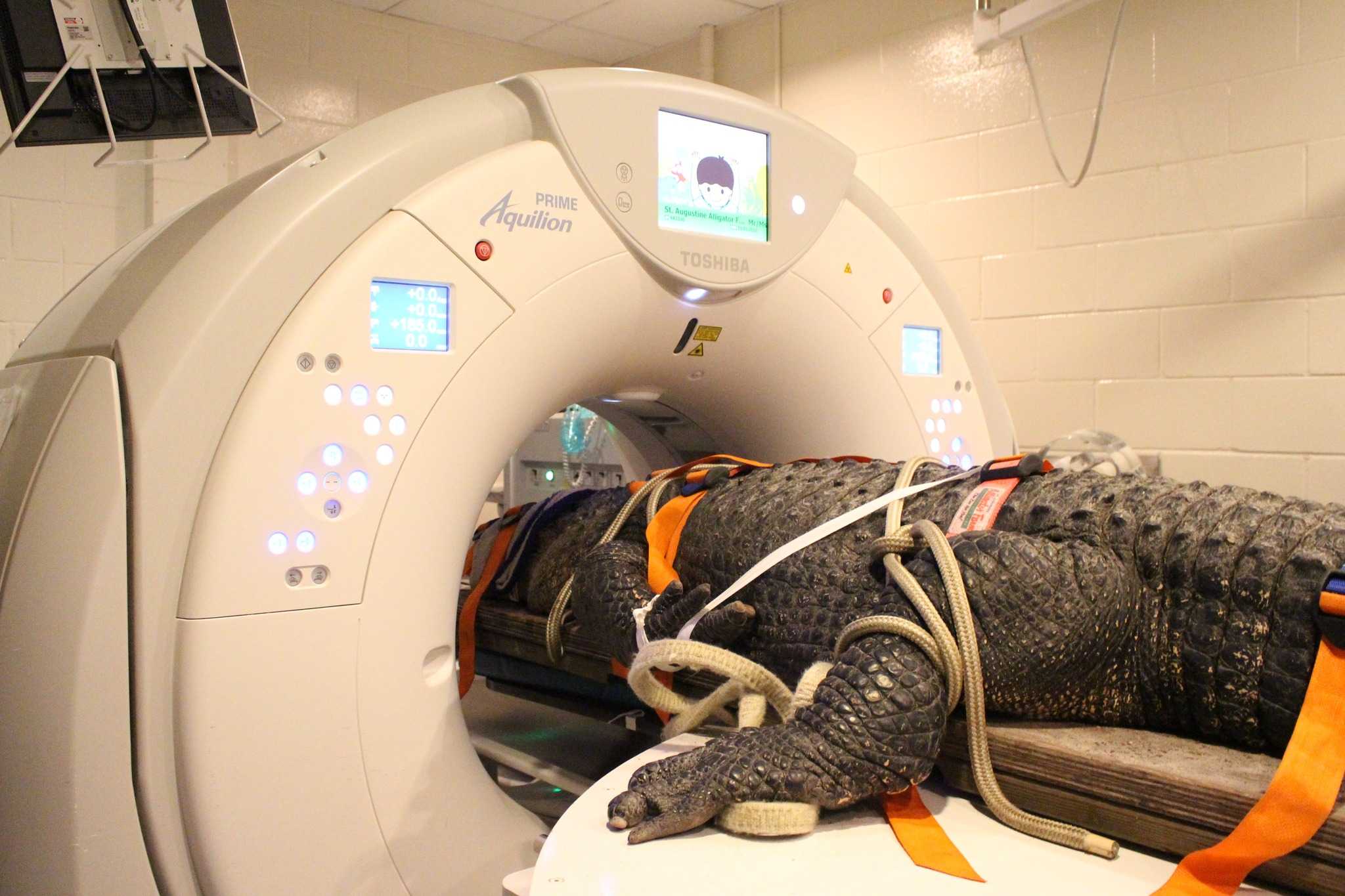 Wild photos show Florida alligator getting a CT scan
