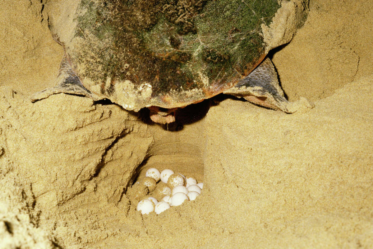 Kemp's ridley nest found on Texas Gulf Coast, more than 100 eggs