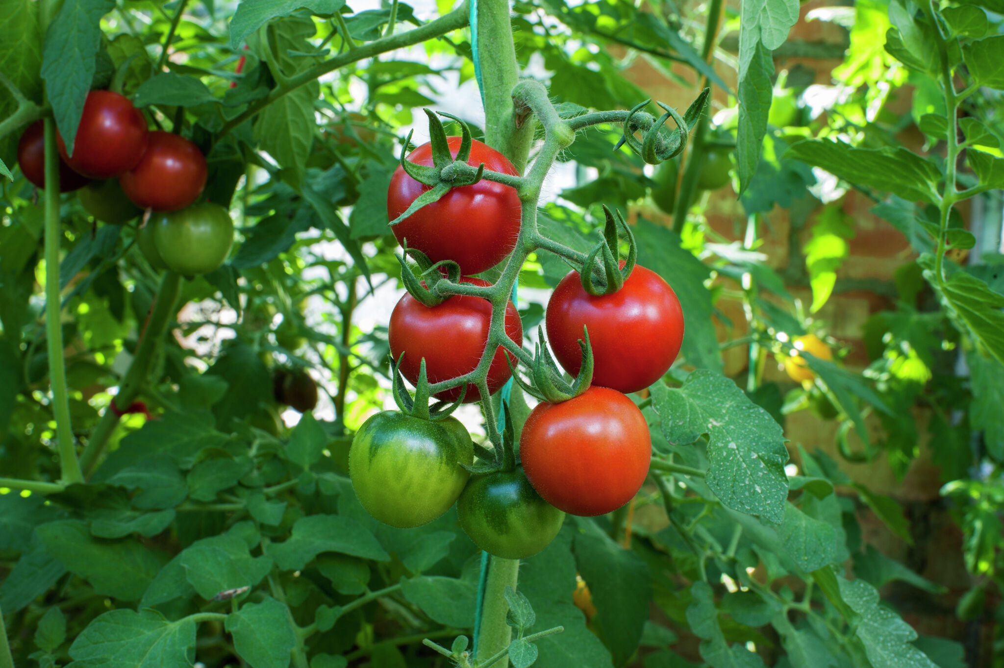 green tomato plant