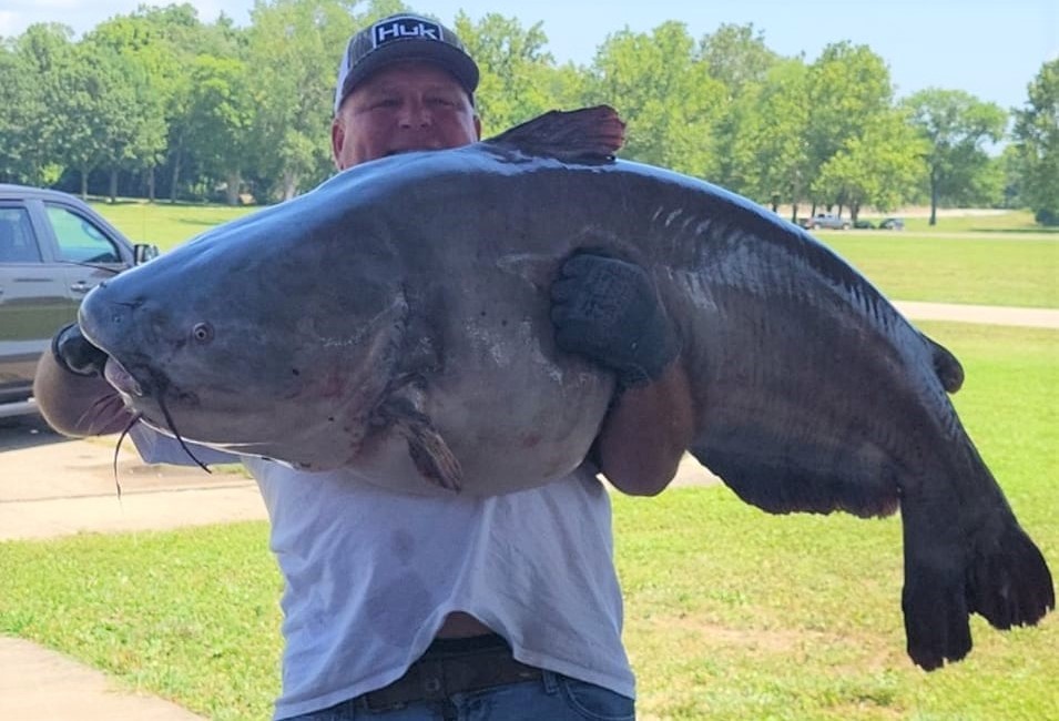 Monster catfish wrestled from the Mississippi during Alton tournament