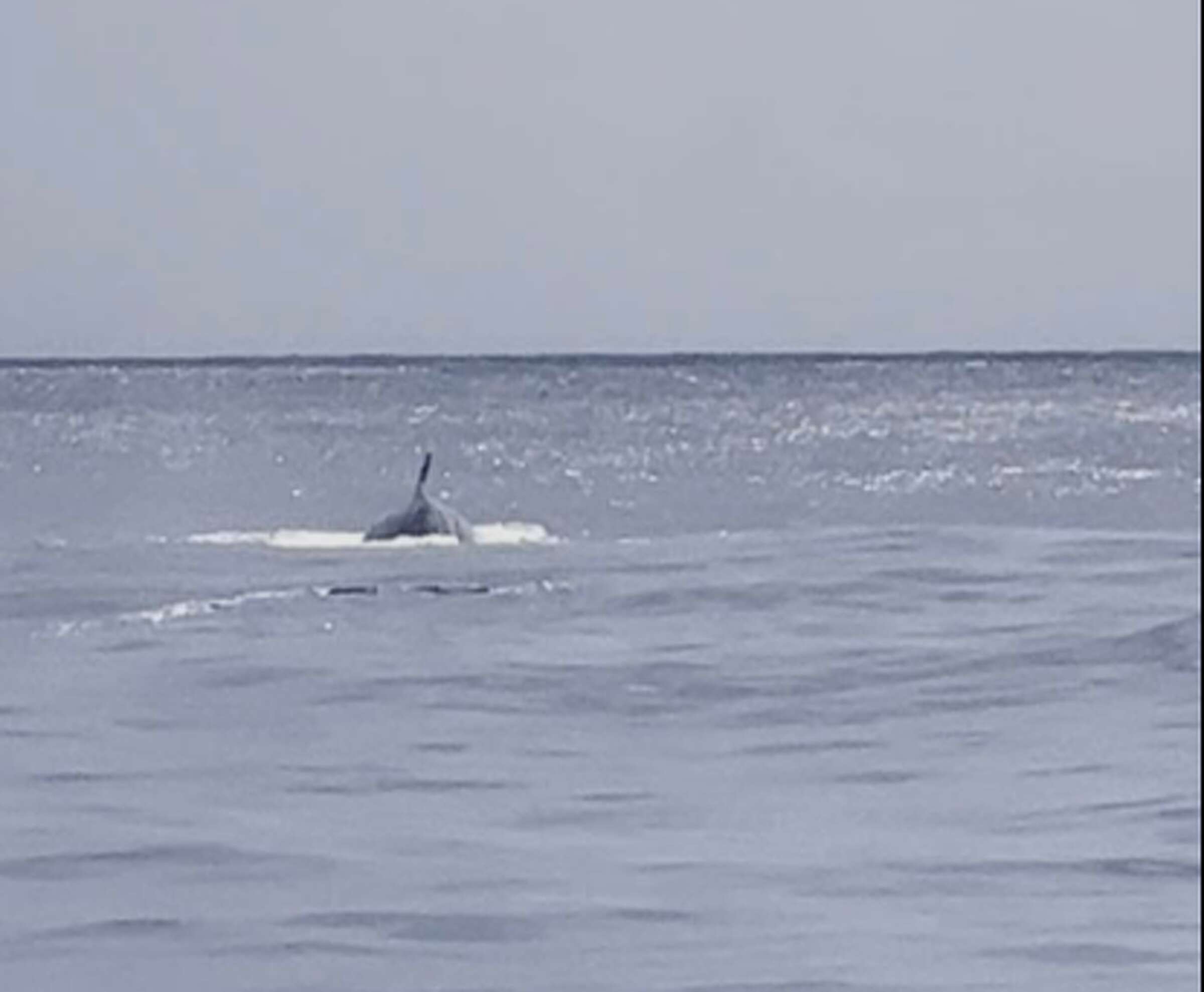 Galveston Island sees rare Rice's whale 100 miles off coast