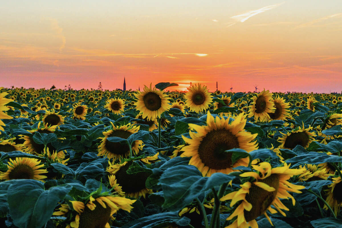 Kansas Couples Sunflower Field Surprise Goes Viral