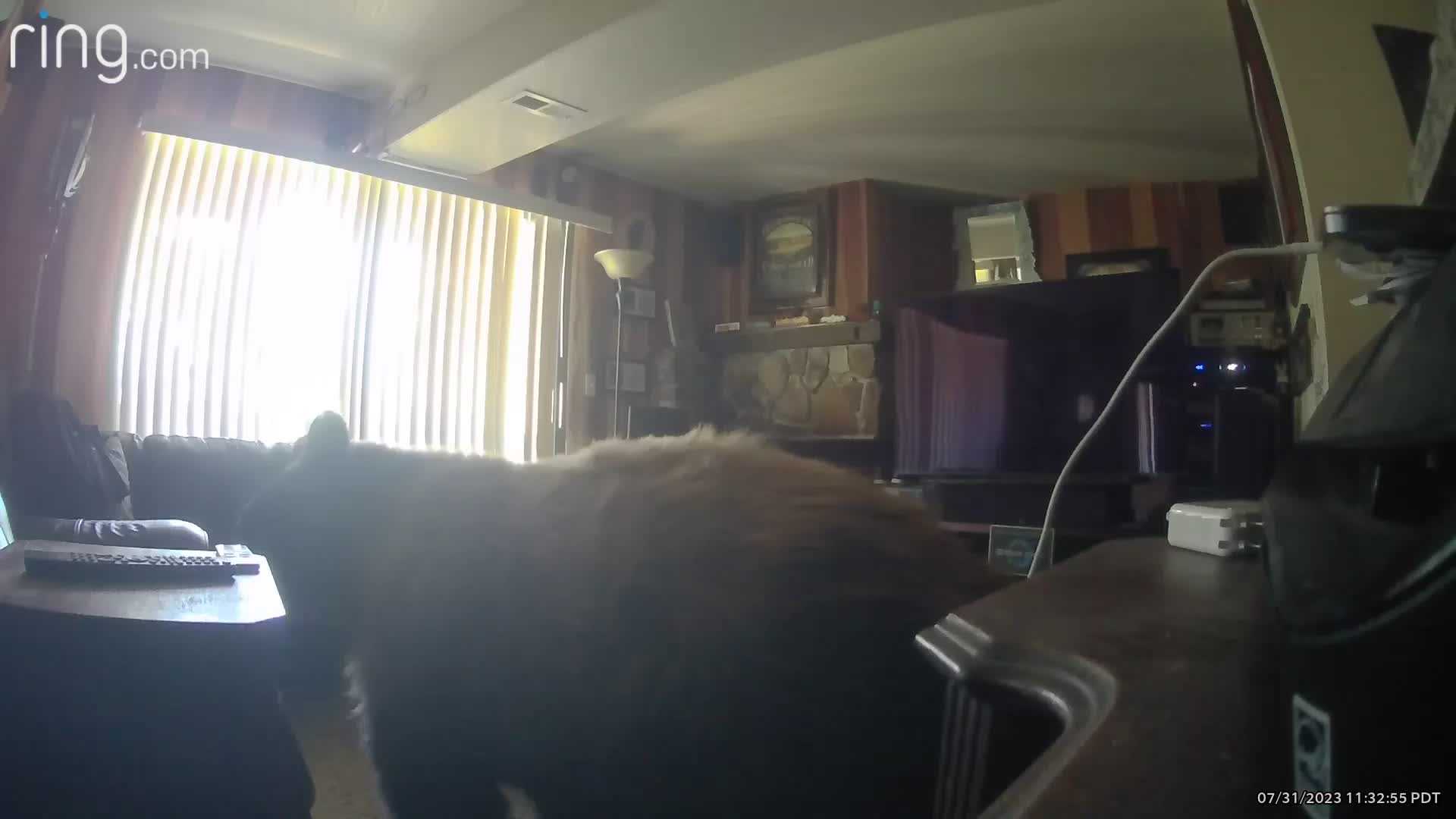 Video: Big bear hangs out in living room of California apartment