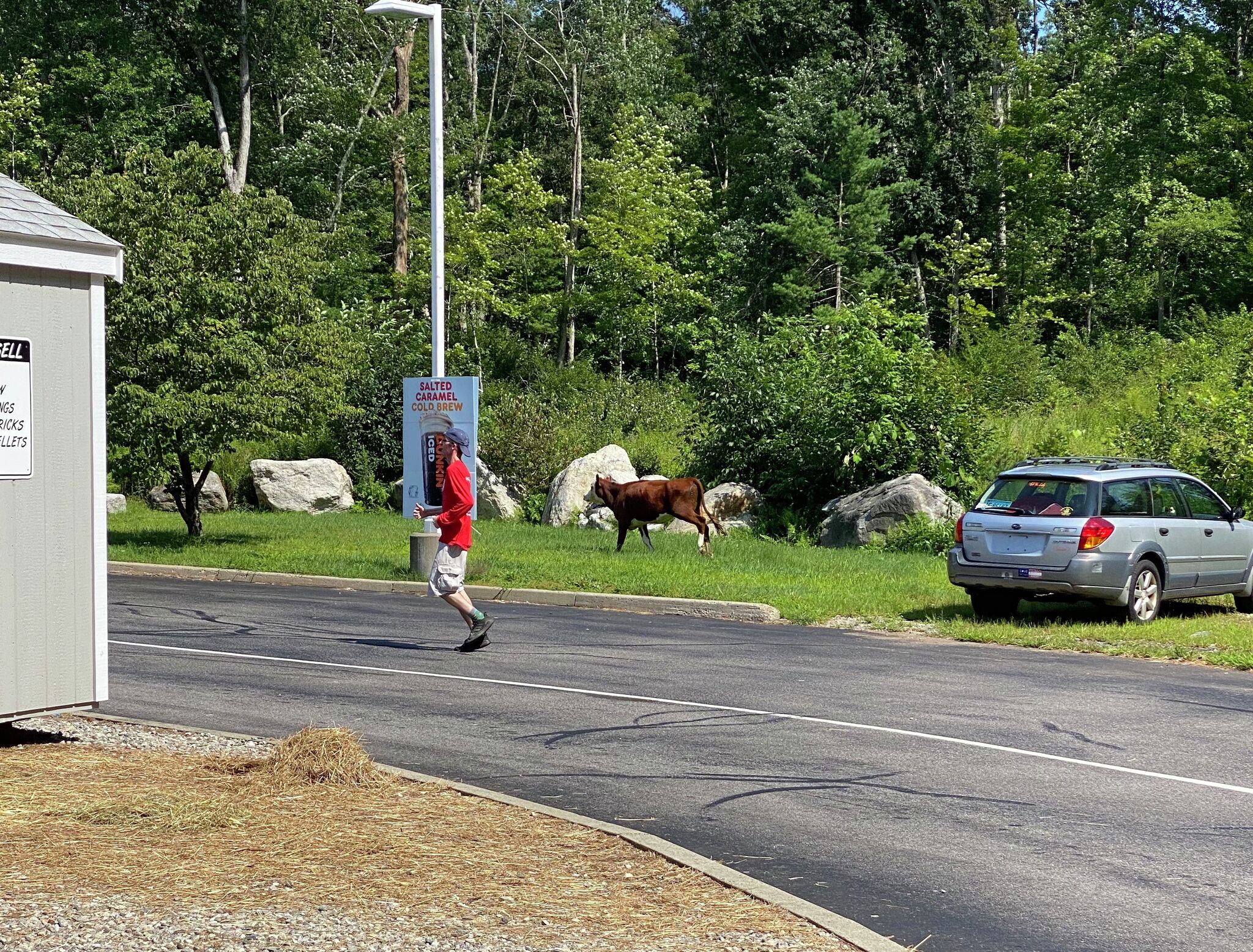 cow-gets-loose-outside-dunkin-in-chaplin-monday-afternoon