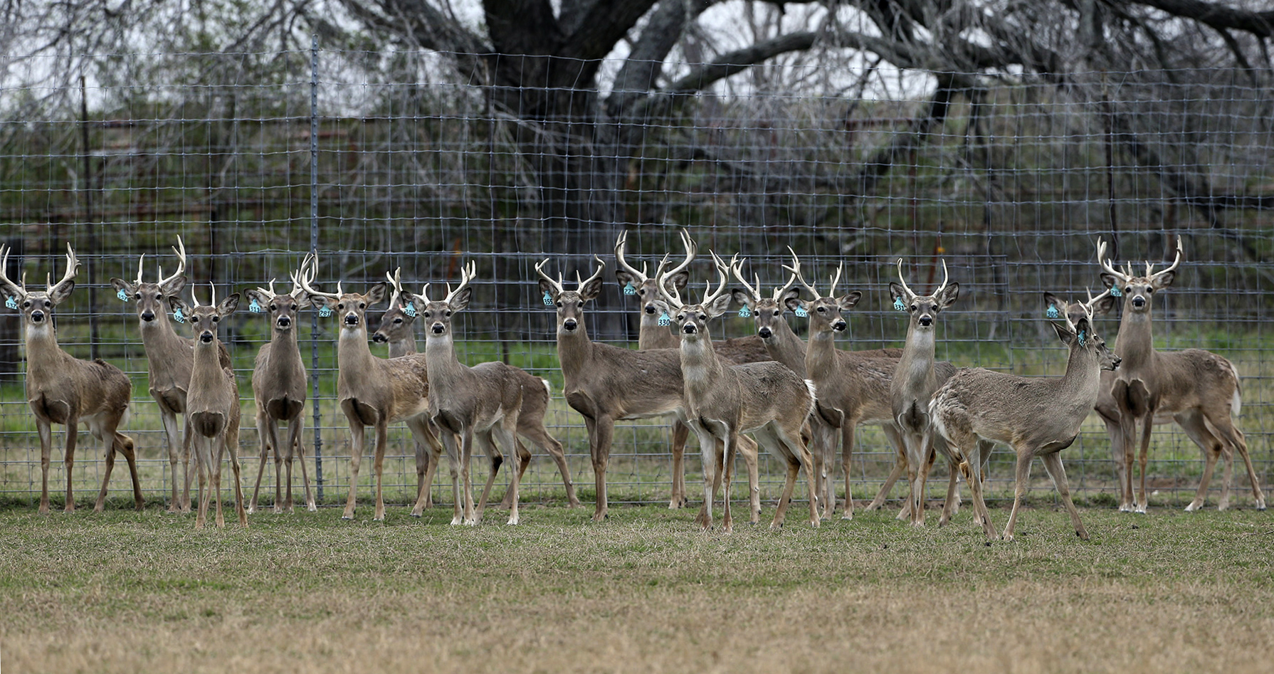 Texas Chronic Wasting Disease: Deer Cases On Rise, What To Know