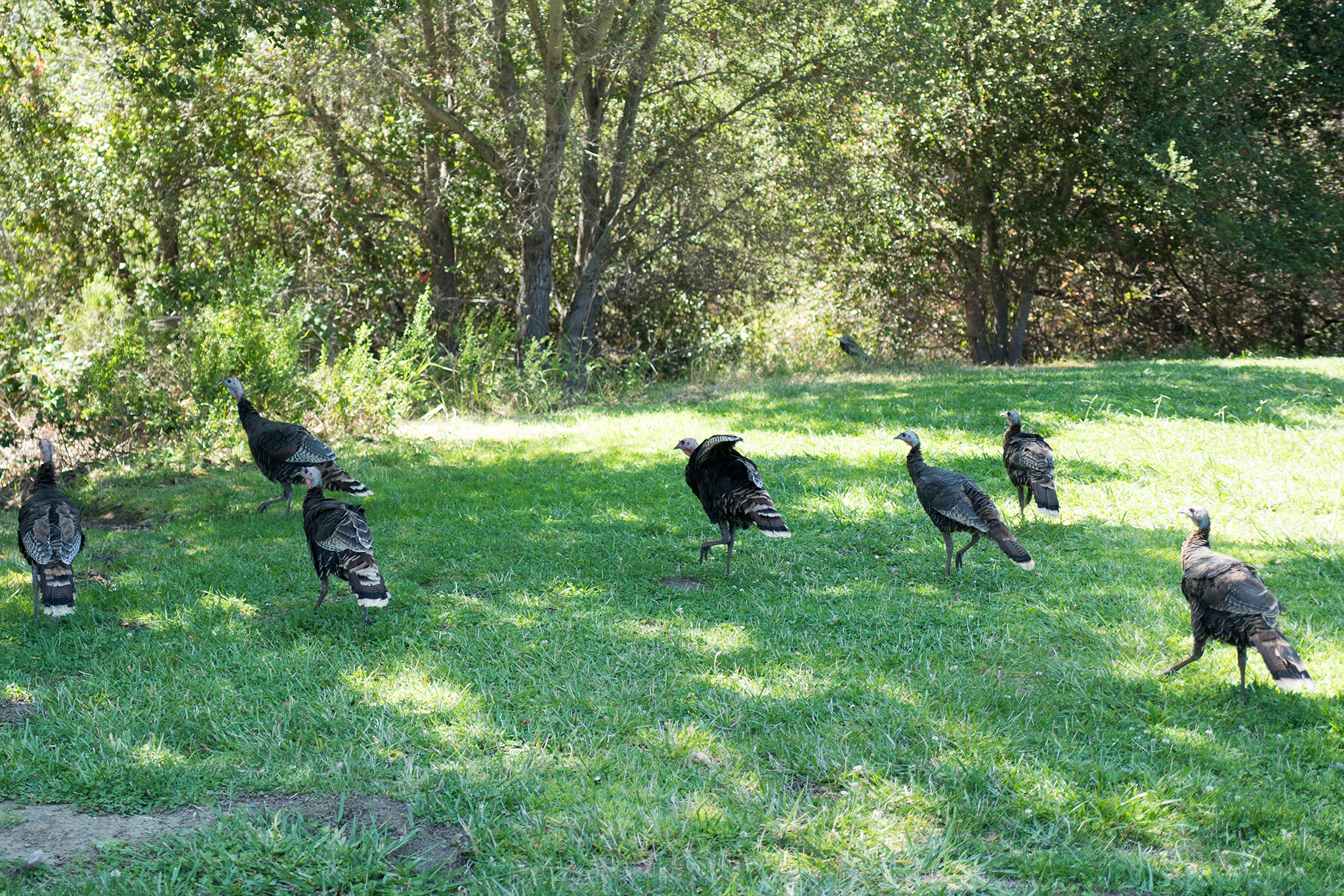 California police issue warning over 'aggressive' turkeys