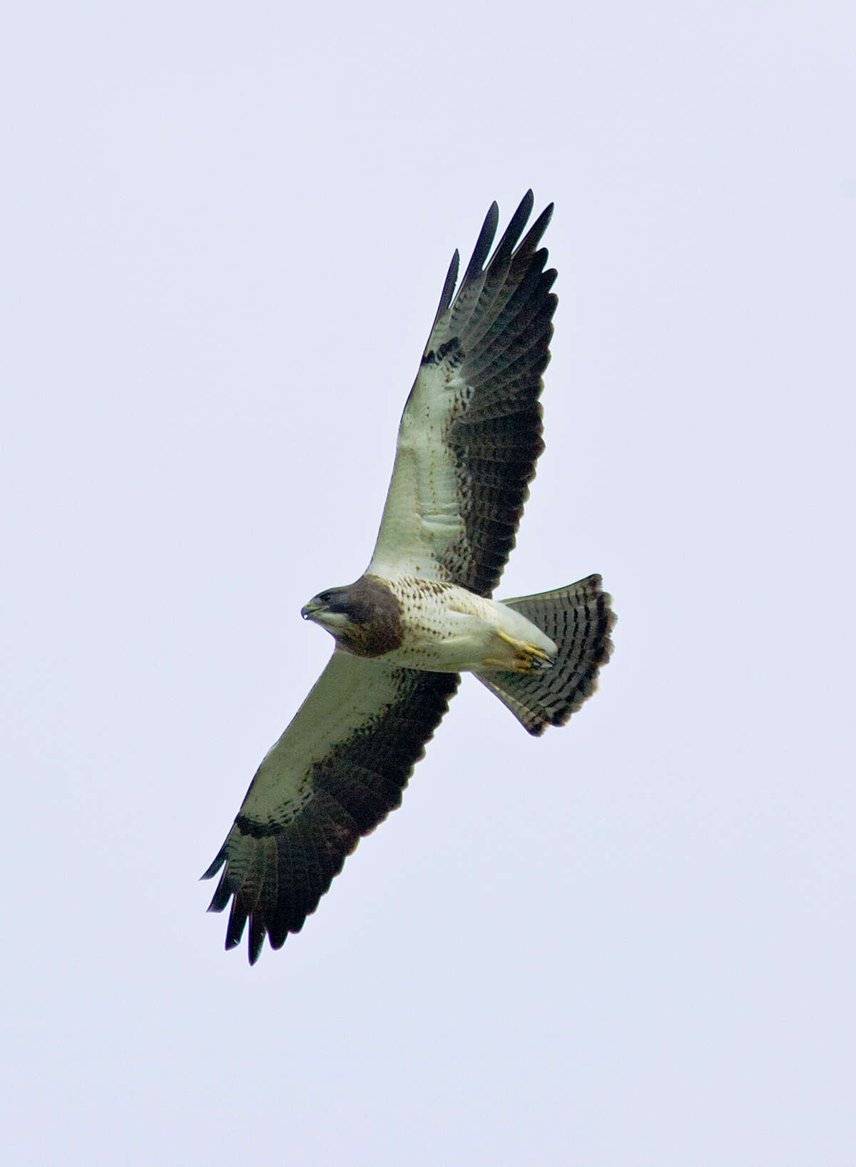 A Swainson's hawk sailed overhead on a recent bird walk at Tony Marron Park along Buffalo Bayou in east Houston. The walk was part of the Buffalo Bayou Partnership's Summer Species Walking Tour.