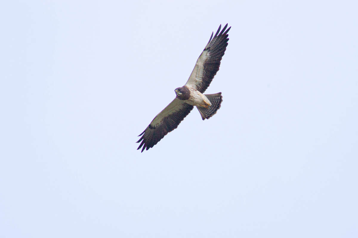 A Swainson's hawk sailed overhead on a recent bird walk at Tony Marron Park along Buffalo Bayou in east Houston. The walk was part of the Buffalo Bayou Partnership's Summer Species Walking Tour. 