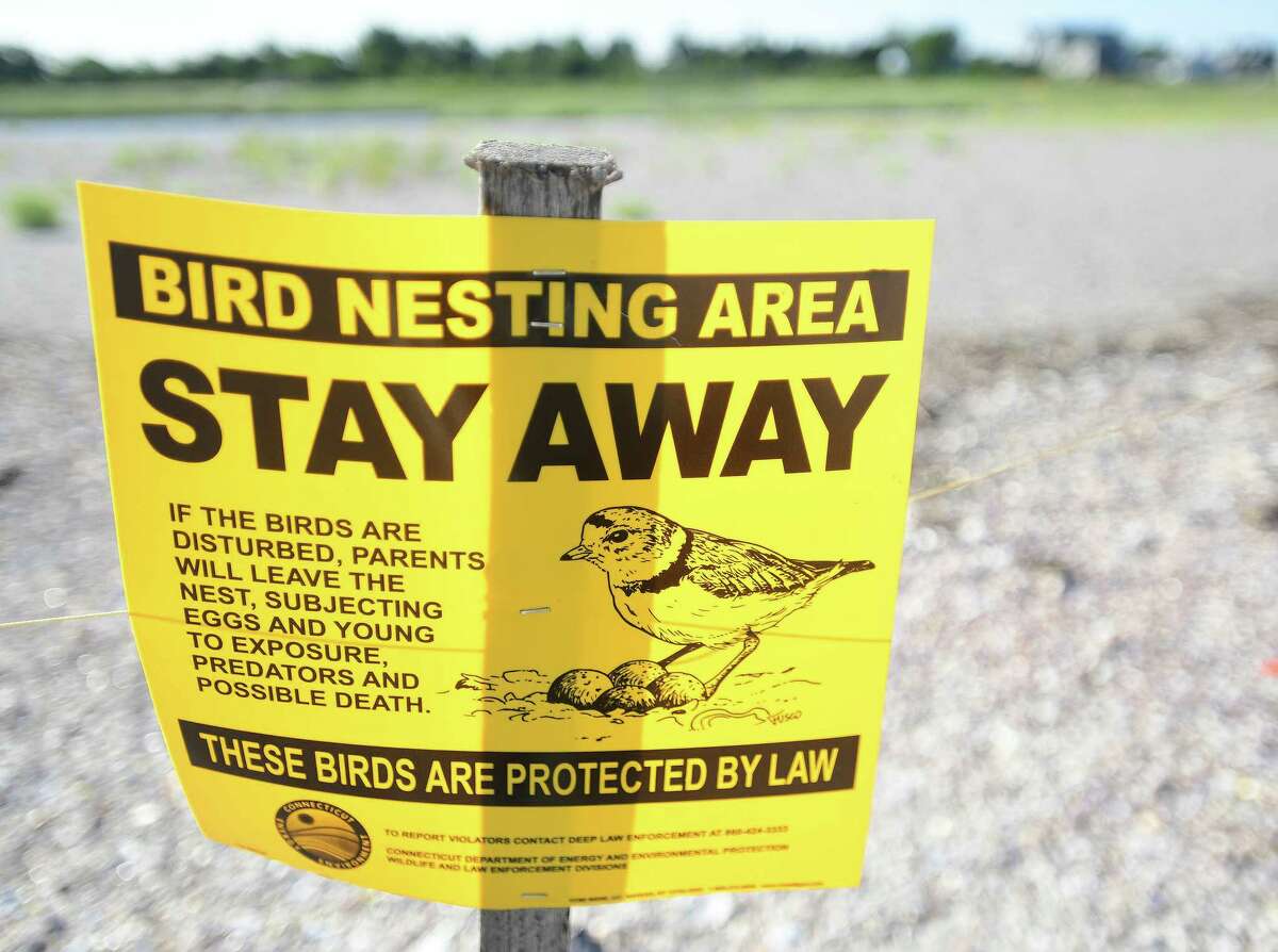 How one CT sandbar plays critical role in piping plover comeback