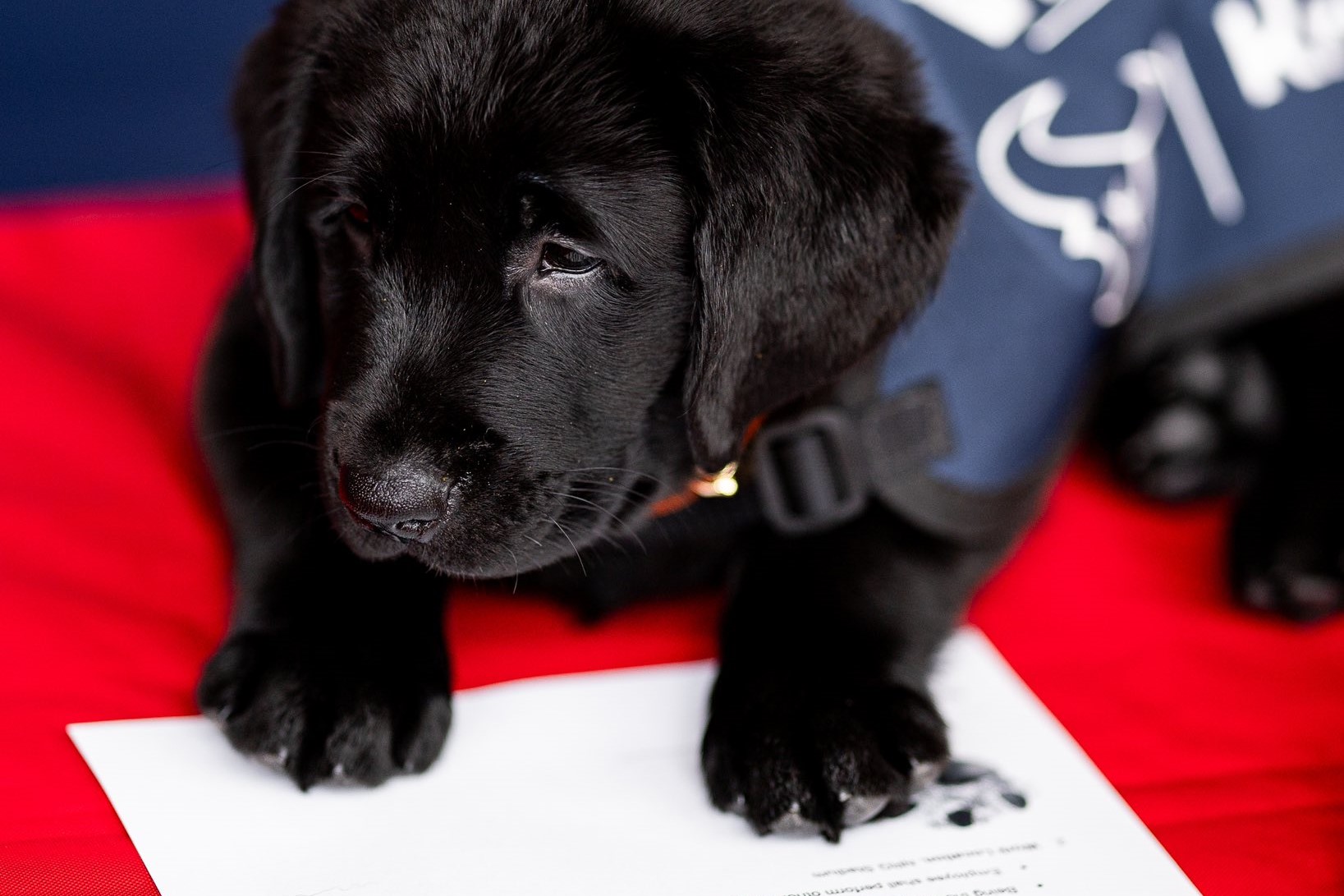 Houston Texans and Kroger partner with America's VetDogs to raise