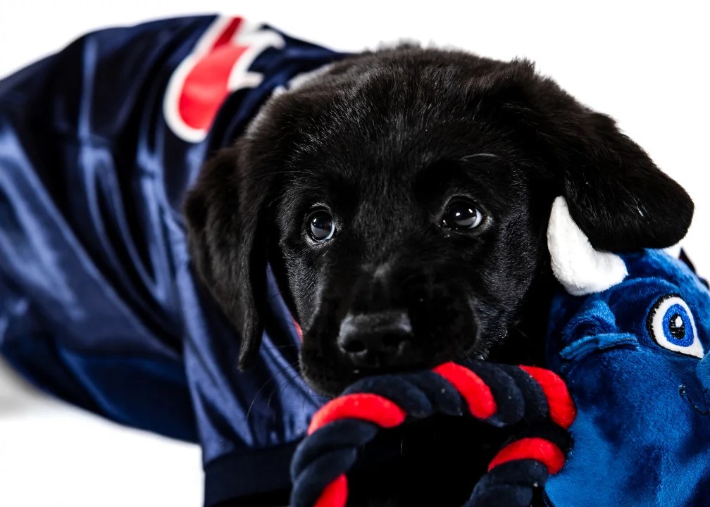 Houston Texans' puppy finally has a name after fan votes
