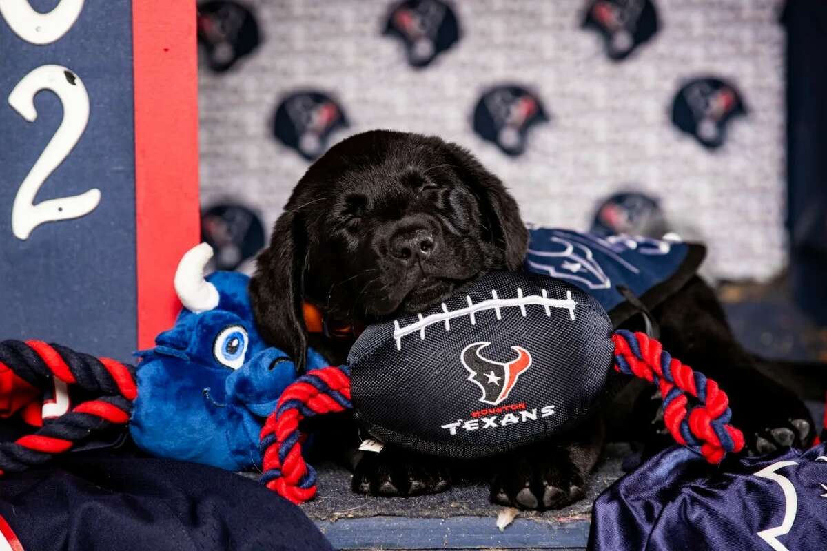 Houston Texans' puppy finally has a name after fan votes