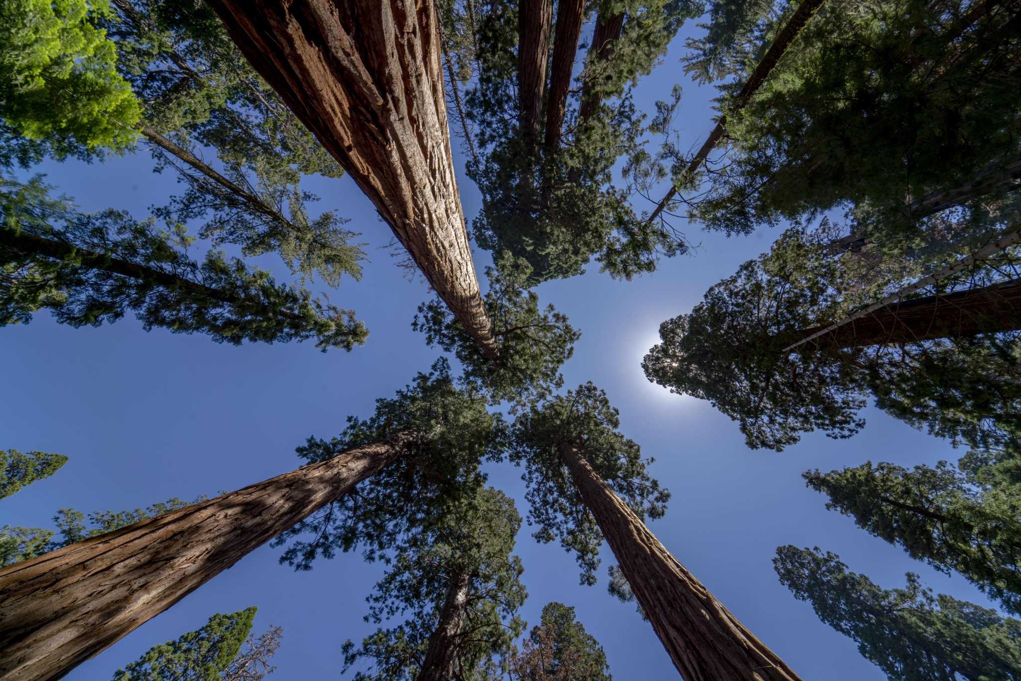 Should California’s iconic sequoia groves be saved from fire?