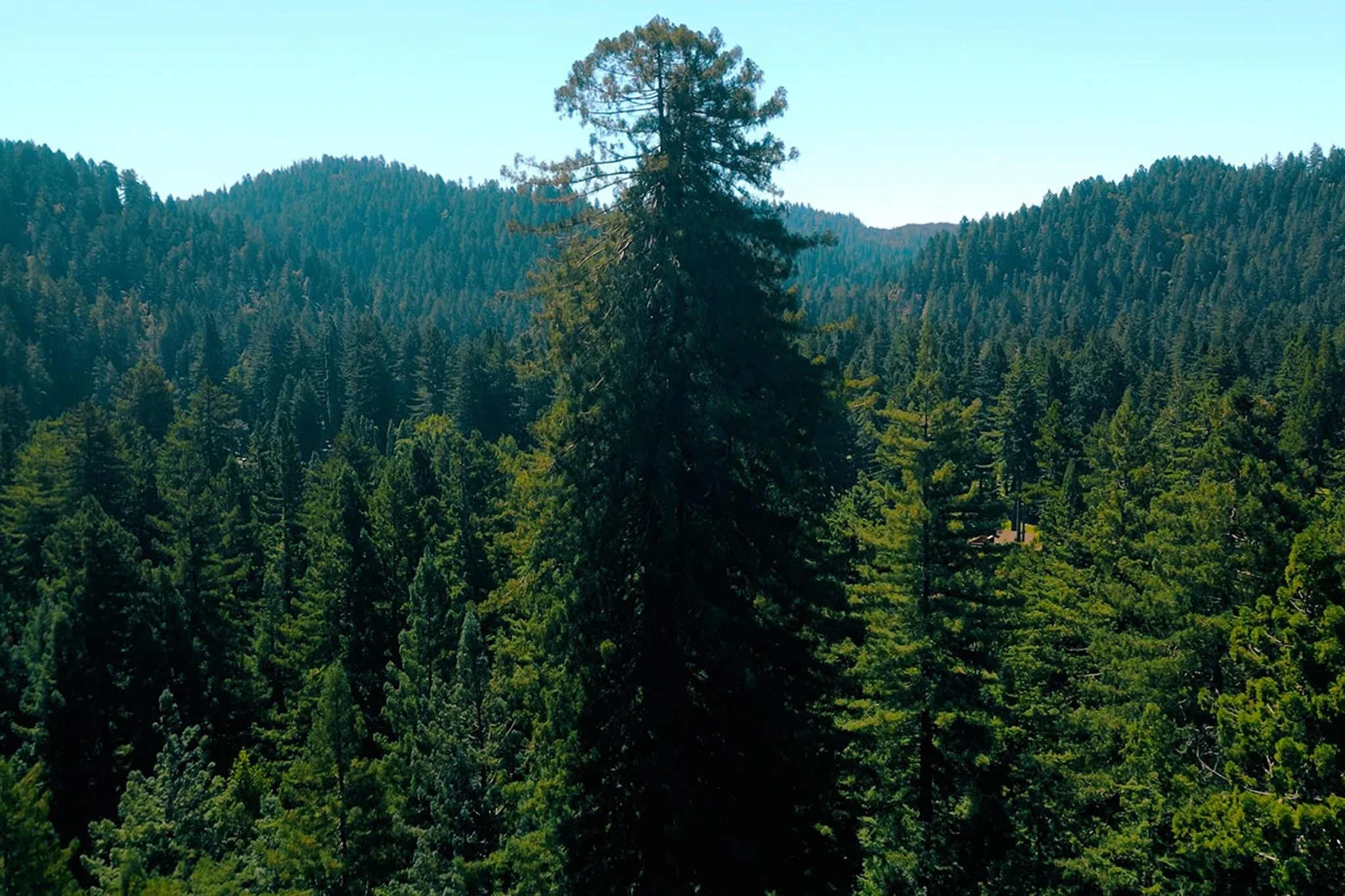 Bay Area county nonprofit partner to save one of area #39 s oldest trees Bay Area county nonprofit partner to save one of area #39 s oldest trees