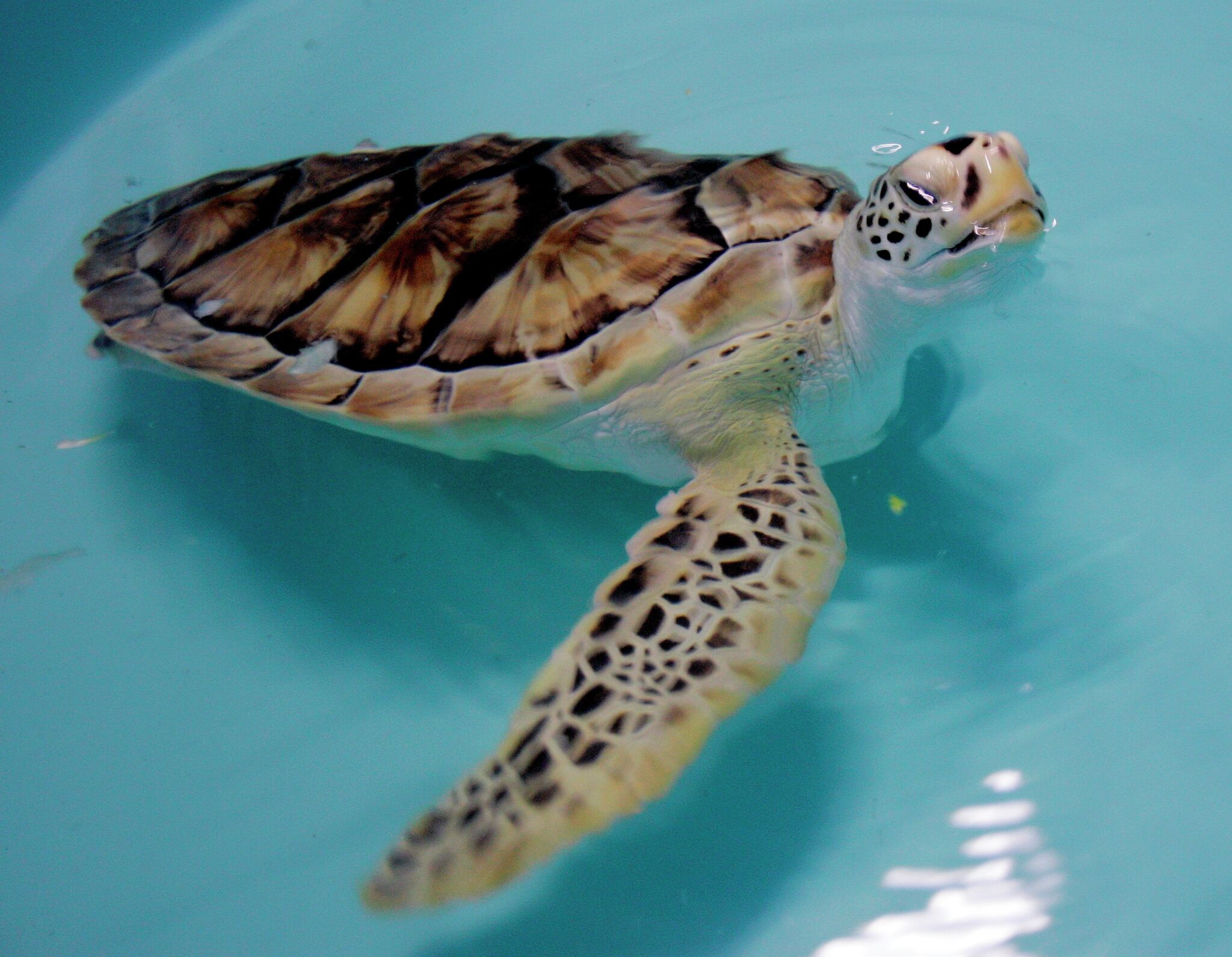 Famous Texas sea turtle with one flipper, prosthetic passes away at 18