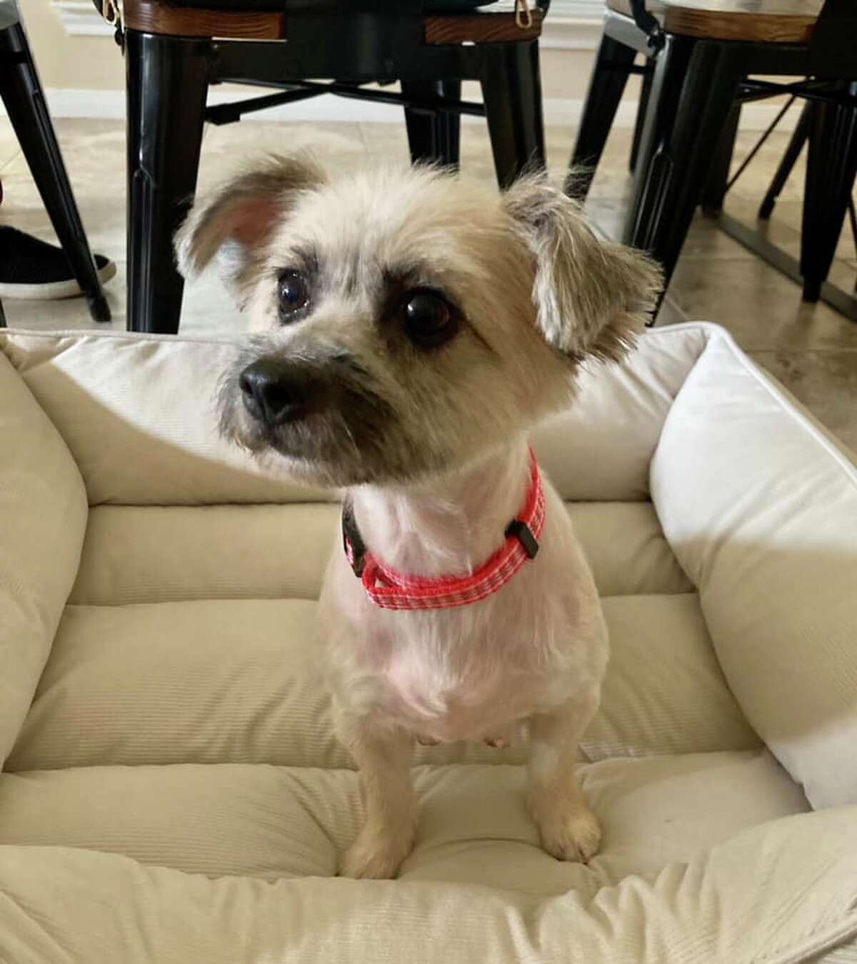 League City adopters line up for last dogs from hoarding case