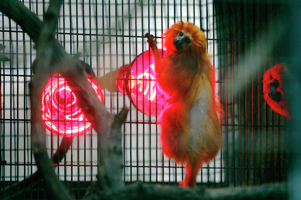 A golden lion tamarin keeps warm by a heating lamp at the San Antonio Zoo during a cold snap in 2012. Tamarins were among the primates kept at the zoo's Monkey House. That facility no longer accommodates animals, but the zoo still keeps some lion tamarins. 