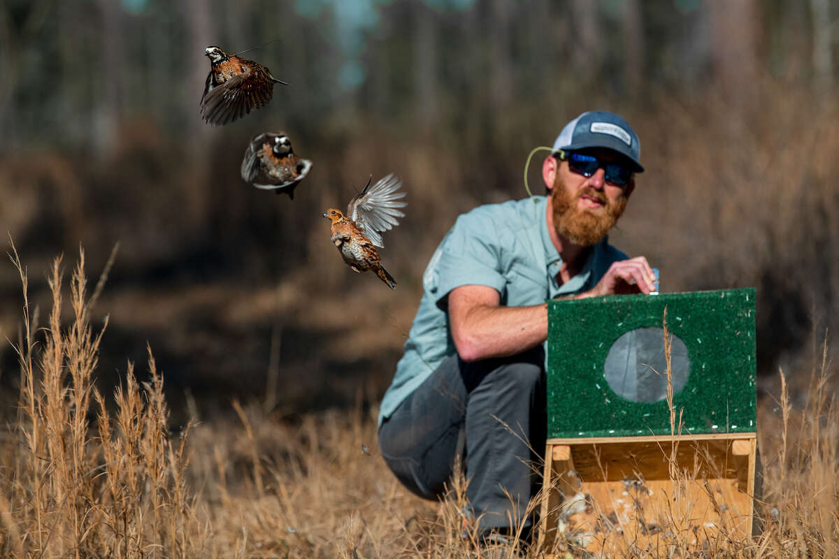 Quail researchers optimistic in Pineywoods translocation