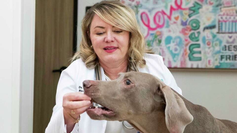 Melissa Parsons-Doherty, a veterinarian and owner of The Woodlands Animal Cancer and Pet Referral Center, feeds a Weimaraner named Duke a snack after treatment, Friday, Aug. 4, 2023, in The Woodlands. The center opened in May and is one of two pet oncology centers in the Houston area.