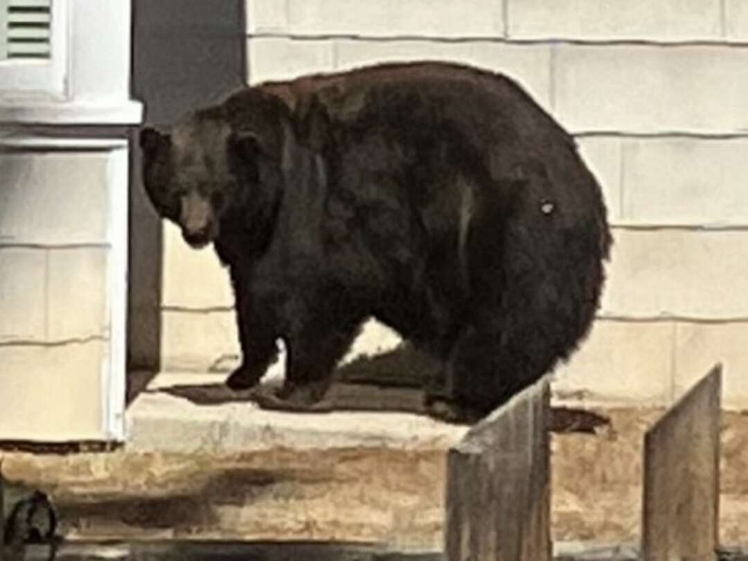 Tahoe's infamous 500pound bear captured after 21 home breakins(01)