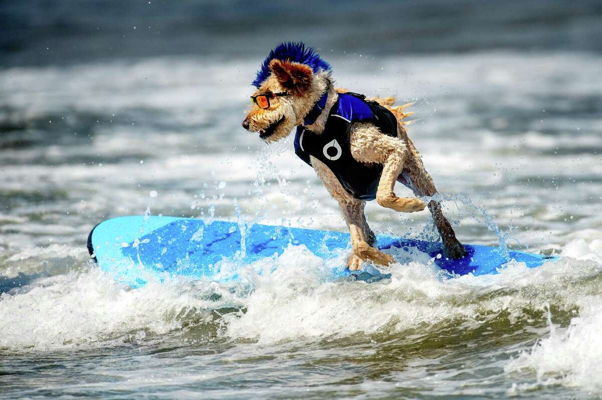 Derby sports a blue mohawk while competing in the World Dog Surfing Championships in Pacifica.