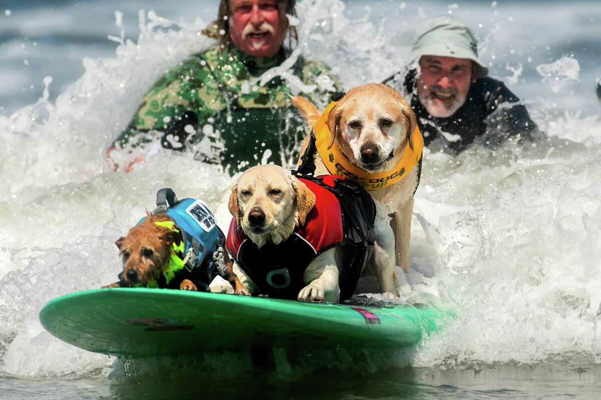 Surfing dogs ride waves to fame at world championships in Pacifica
