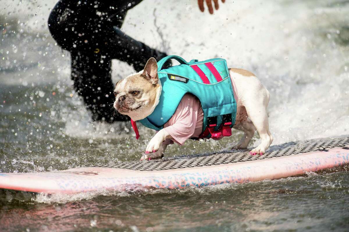 Cherie, a French bulldog who loves the water, competes to win the medium dog category. 