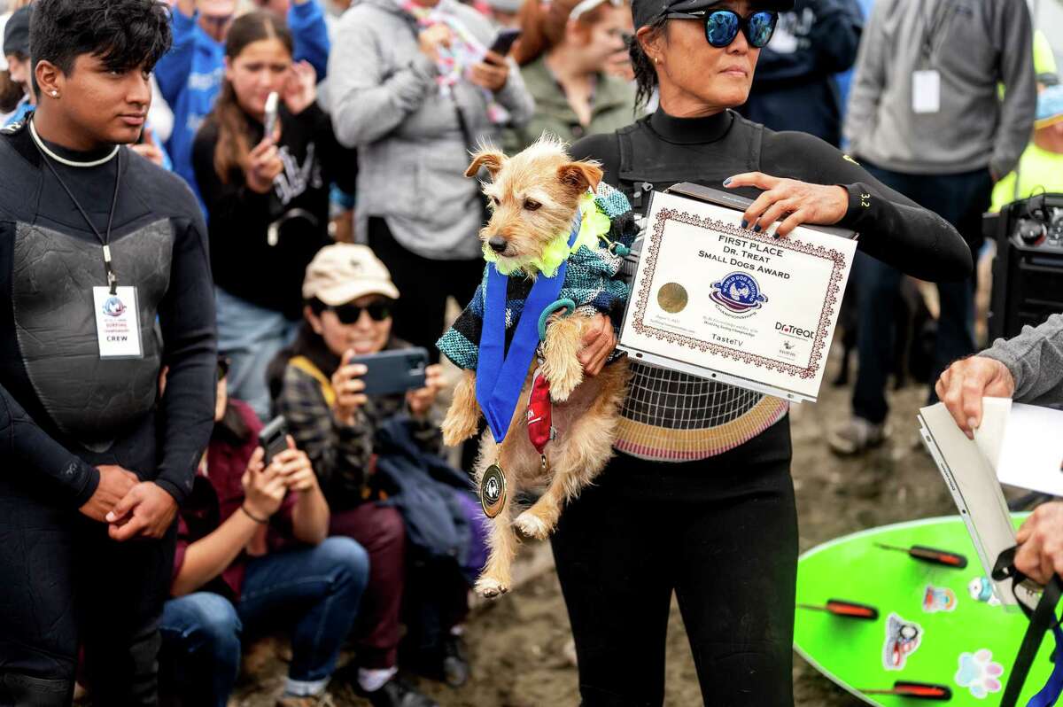 Surfing dogs ride waves to fame at world championships in Pacifica