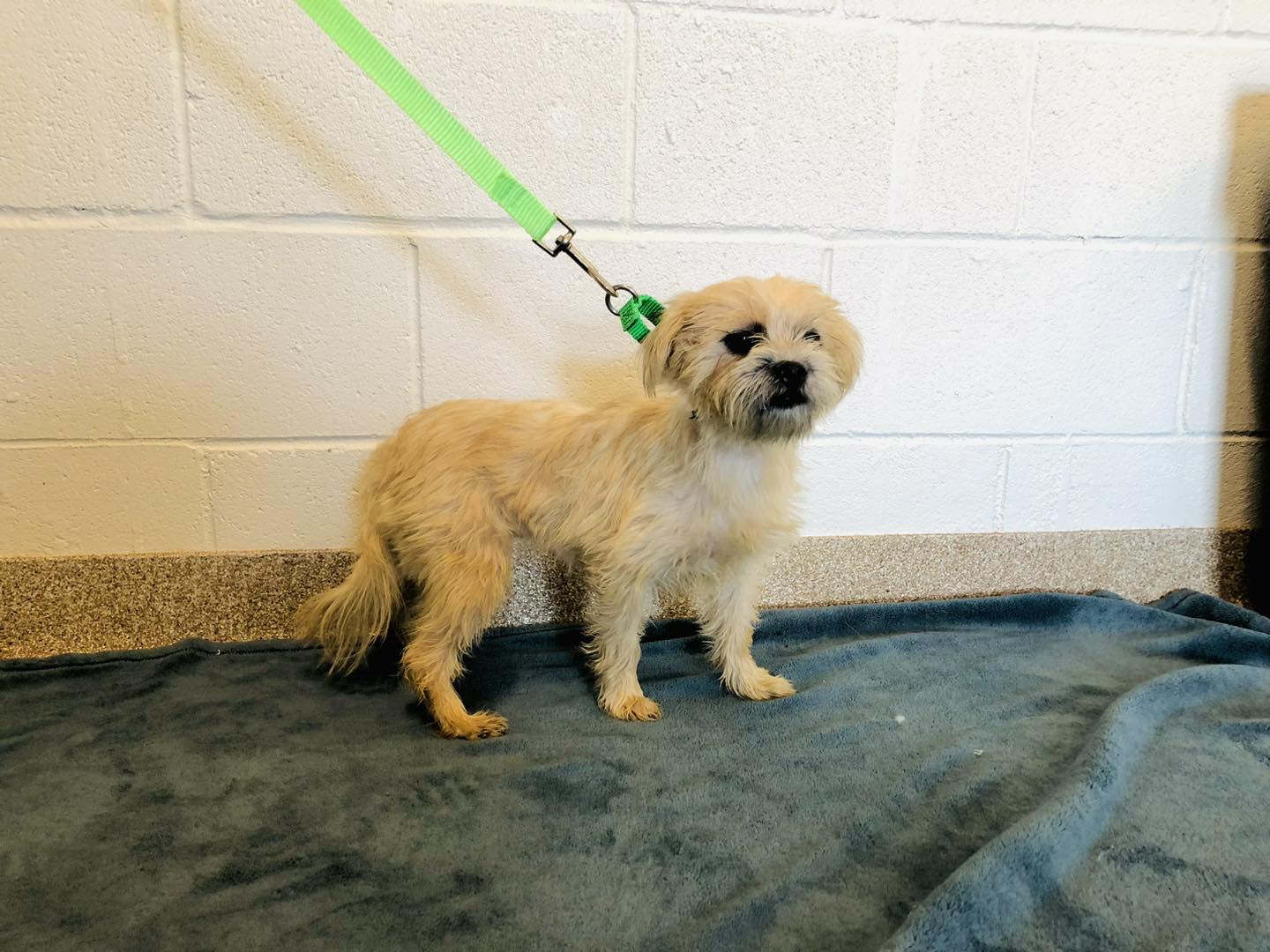 League City adopters line up for last dogs from hoarding case